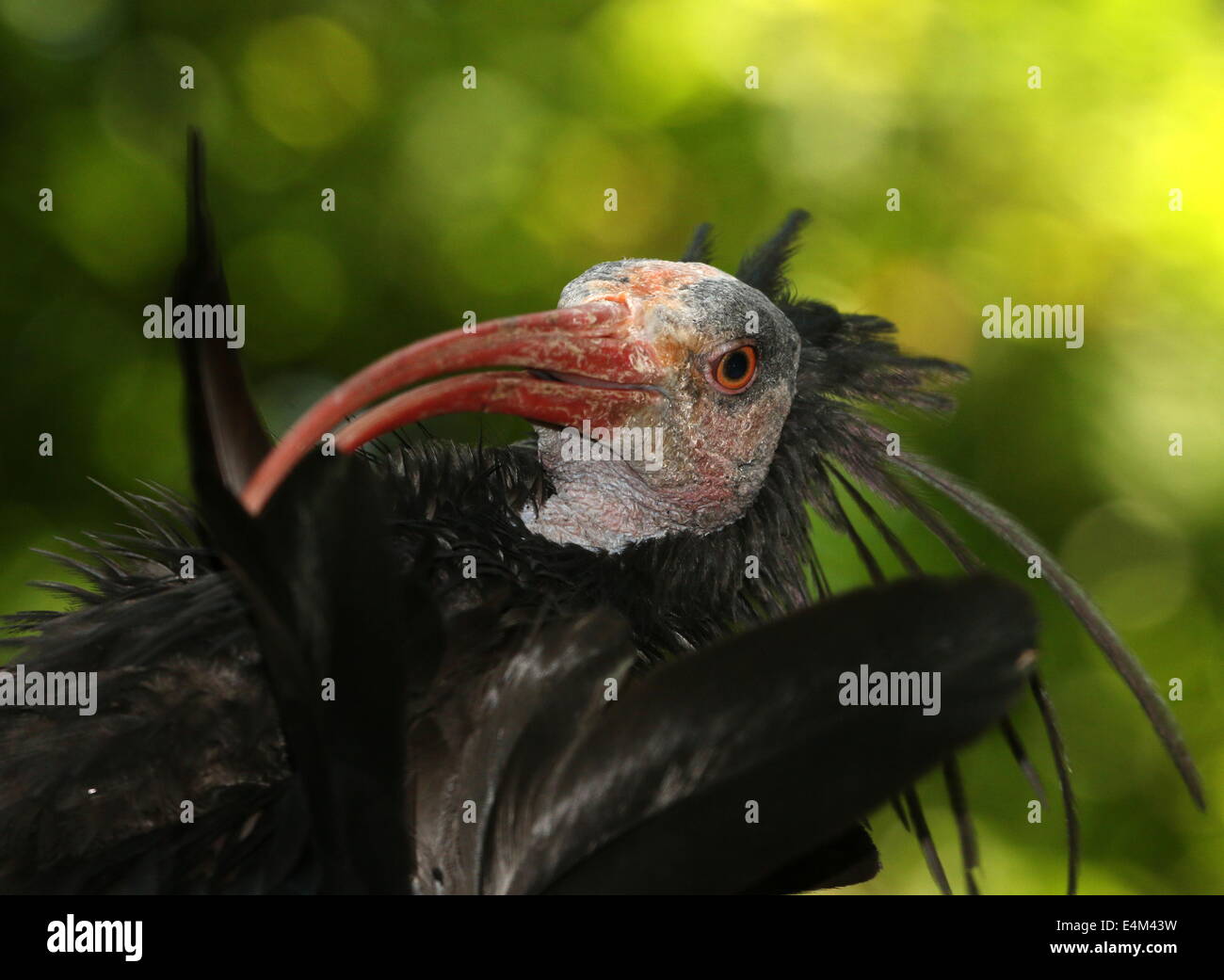 Northern bald Ibis or hermit ibis (Geronticus eremita) close-up Stock Photo