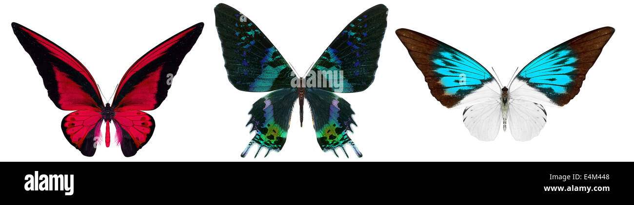 beautiful butterfly isolated on a white background Stock Photo - Alamy