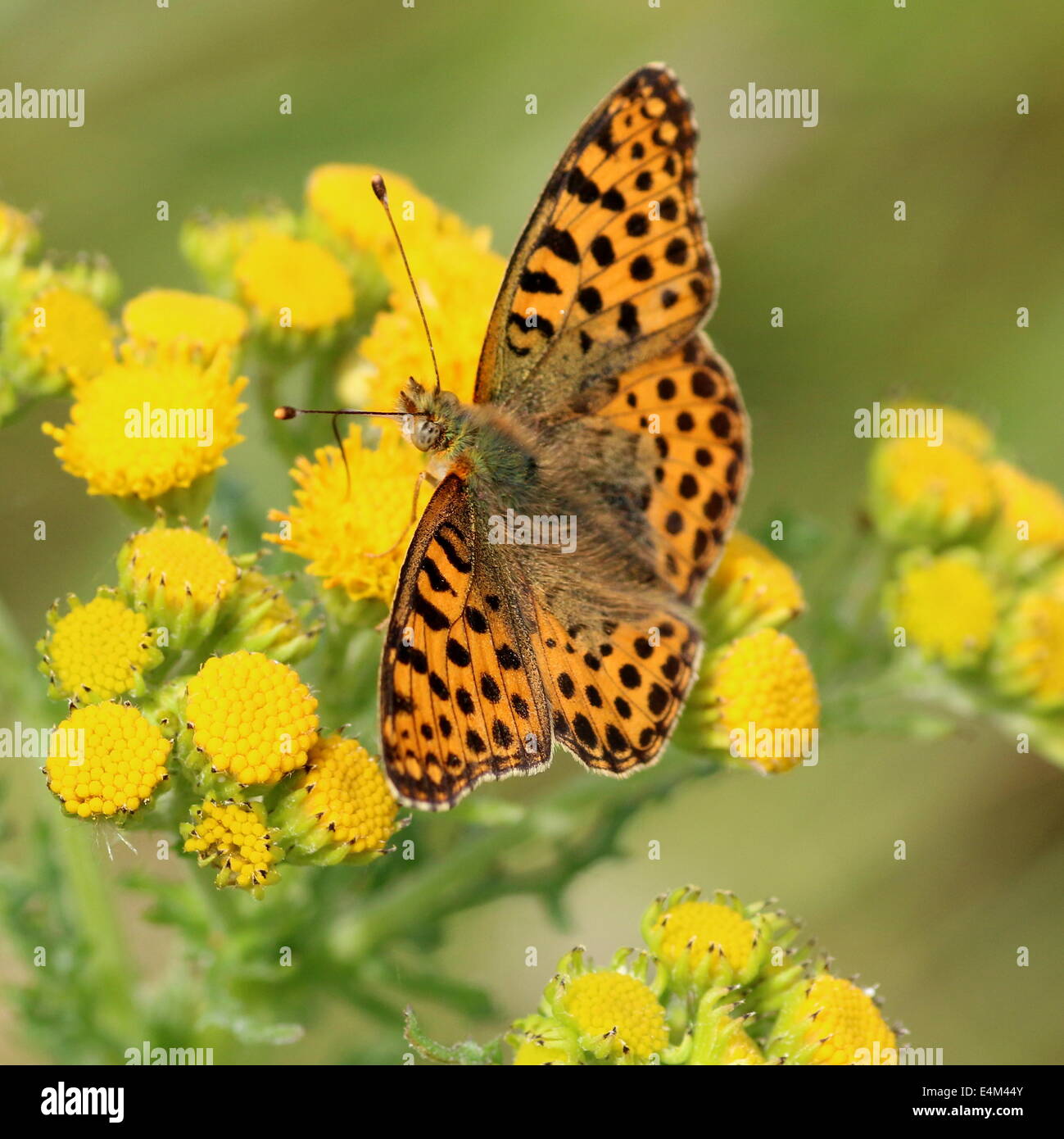 Close-up of a Queen of Spain Fritillary butterfly (Issoria lathonia) Stock Photo