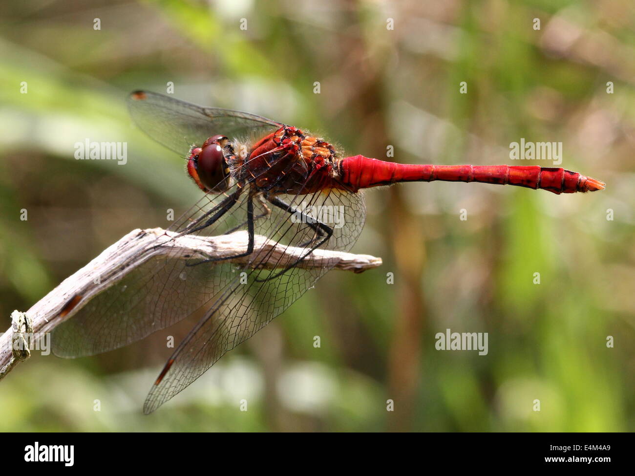 Ruddy Darter dragonfly (Sympetrum sanguineum) Stock Photo