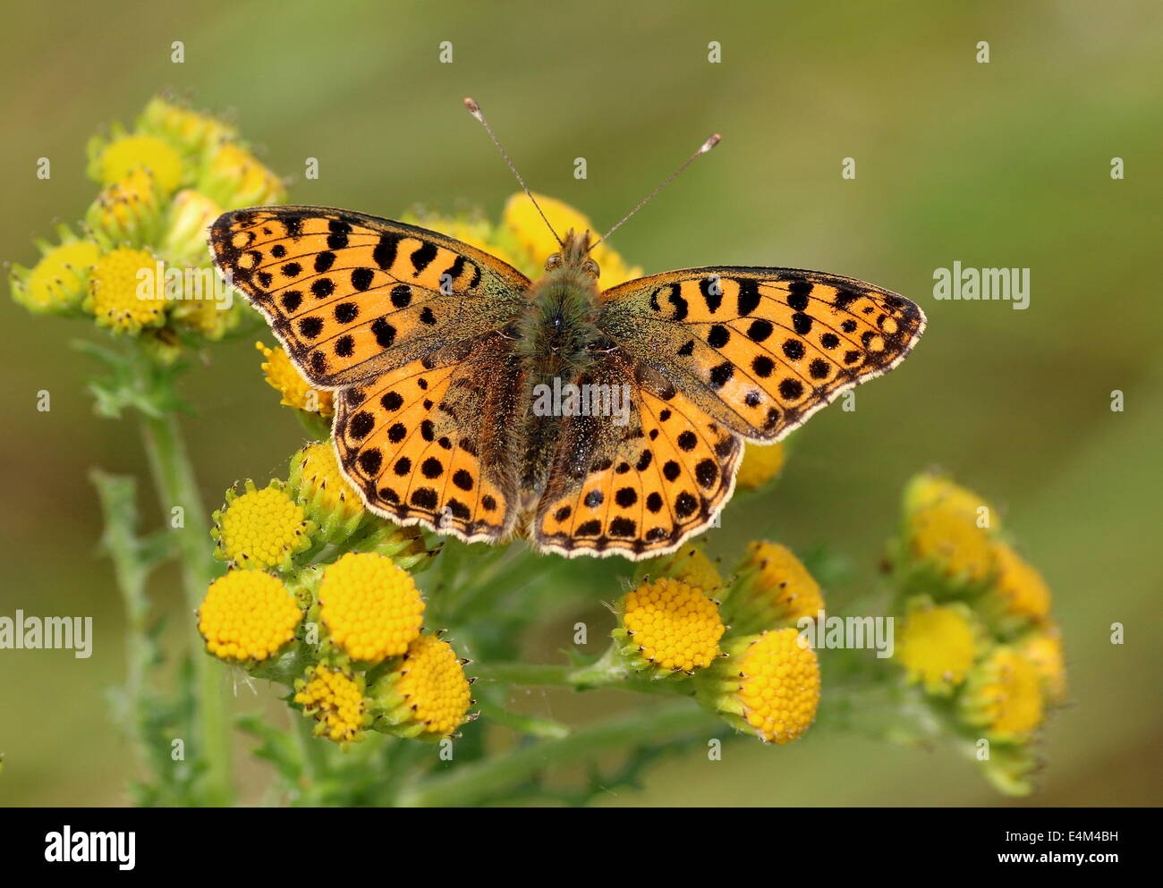 Close-up of a Queen of Spain Fritillary butterfly (Issoria lathonia) Stock Photo