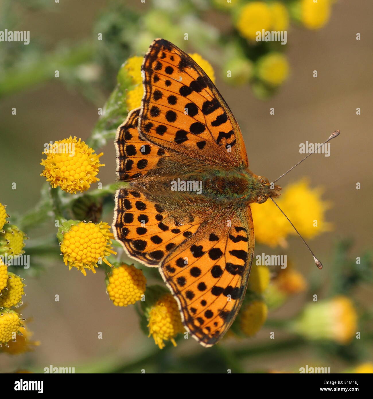 Close-up of a Queen of Spain Fritillary butterfly (Issoria lathonia) feeding on a flower in summer Stock Photo