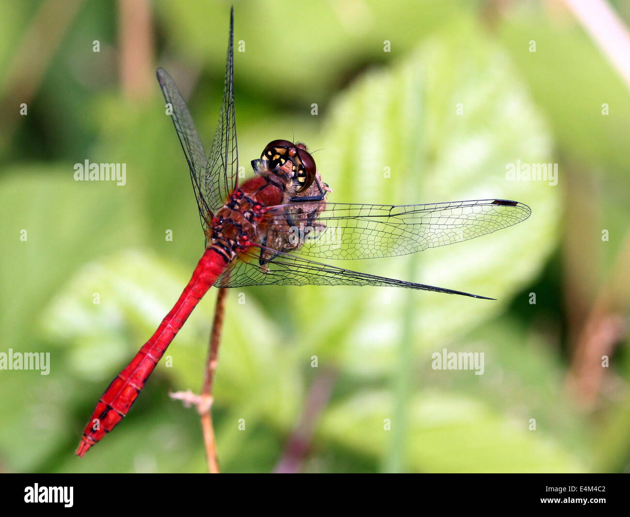 Ruddy Darter dragonfly (Sympetrum sanguineum) Stock Photo