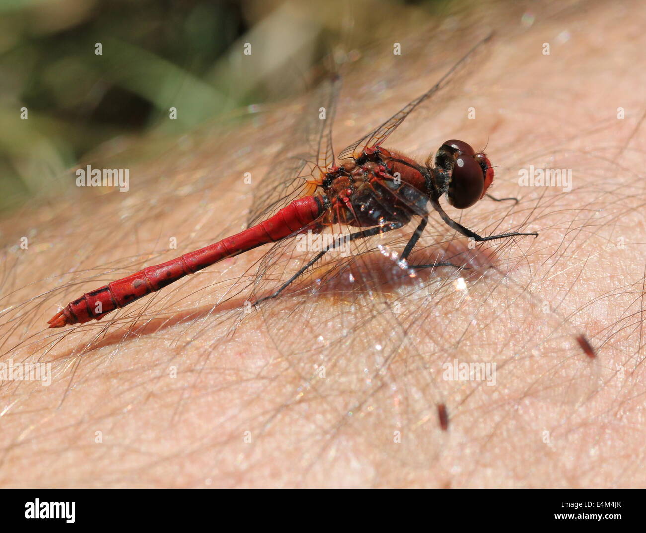 Ruddy Darter dragonfly (Sympetrum sanguineum) posing on my arm Stock Photo