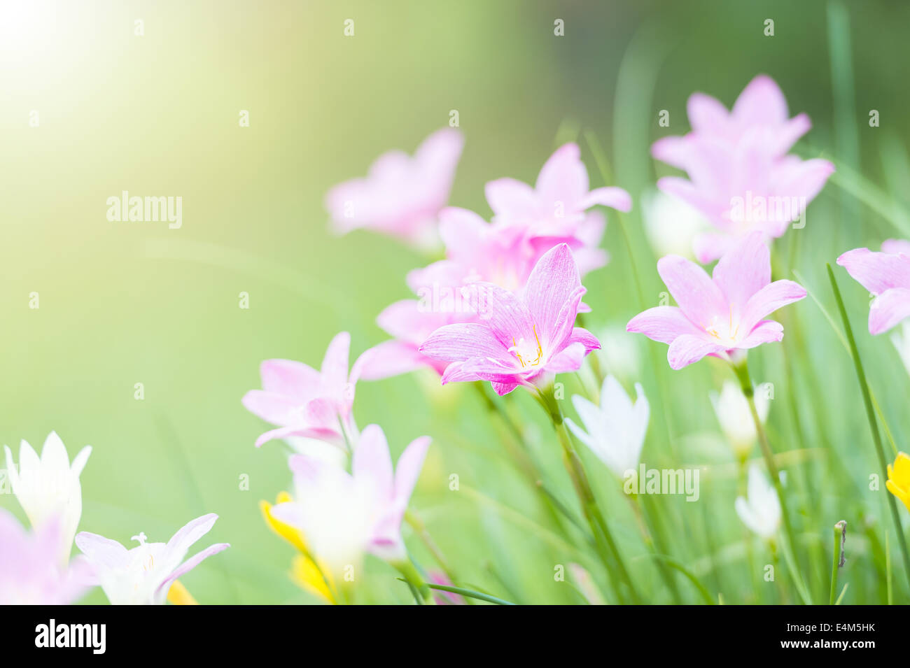 pink rain lilly blossom flower Stock Photo