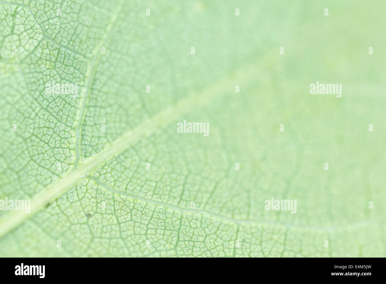 Green leaf background photographed with the macro lens and visible organic pattern Stock Photo