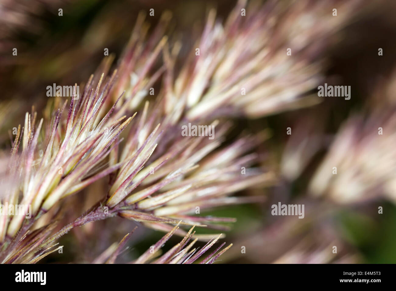 Photographed with macro lens hi-res stock photography and images - Alamy