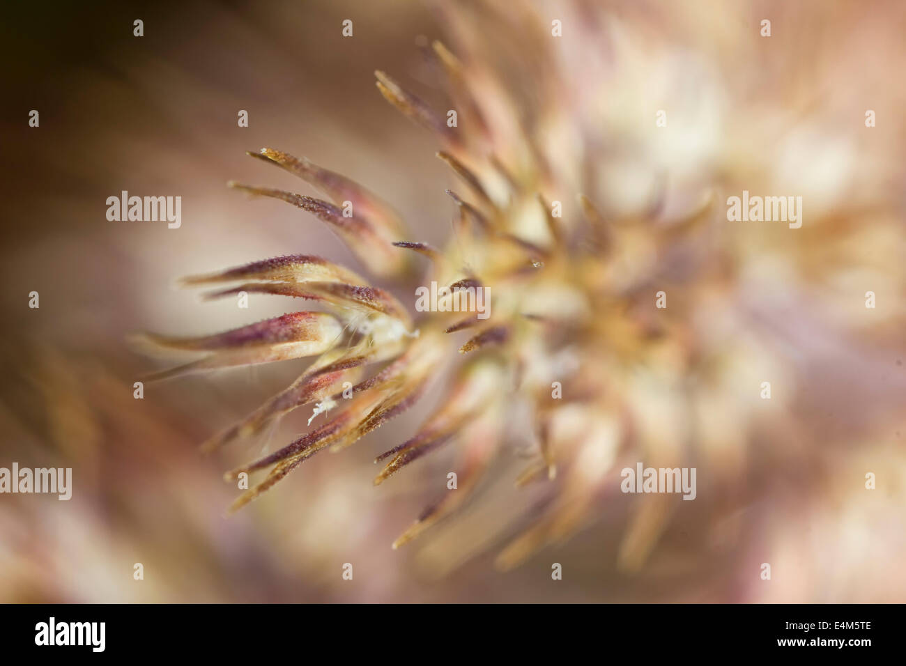 Macro grass hi-res stock photography and images - Alamy