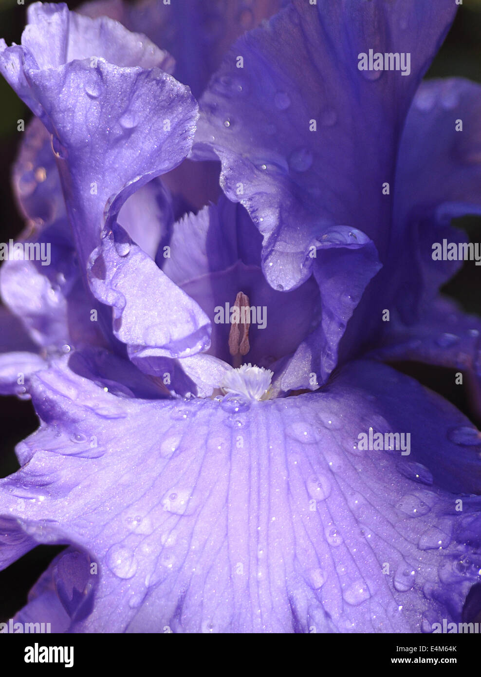 Close up of morning light falling on a purple iris which is covered with water droplets Stock Photo