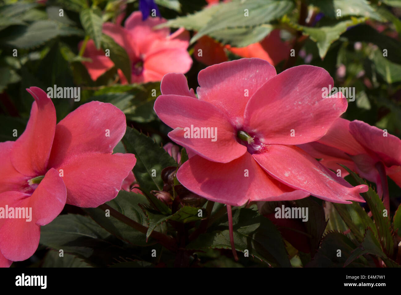 New Guinea impatiens. Stock Photo