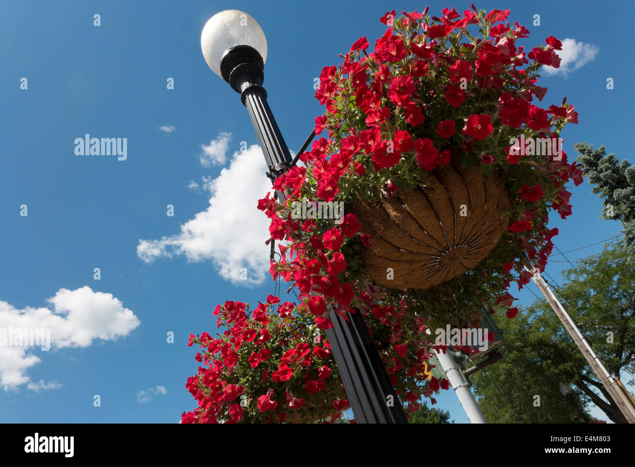 Hanging basket flowers hires stock photography and images Alamy