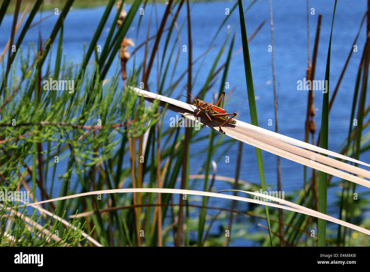 Large Orange Florida Stock Photo Alamy