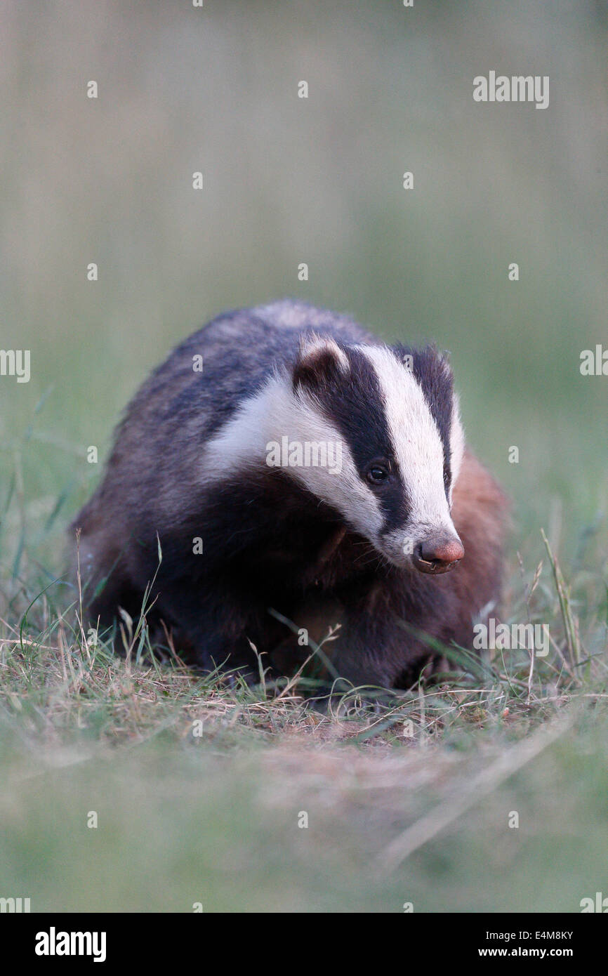 Badger, Meles meles, single mammal, Warwickshire, May 2014 Stock Photo