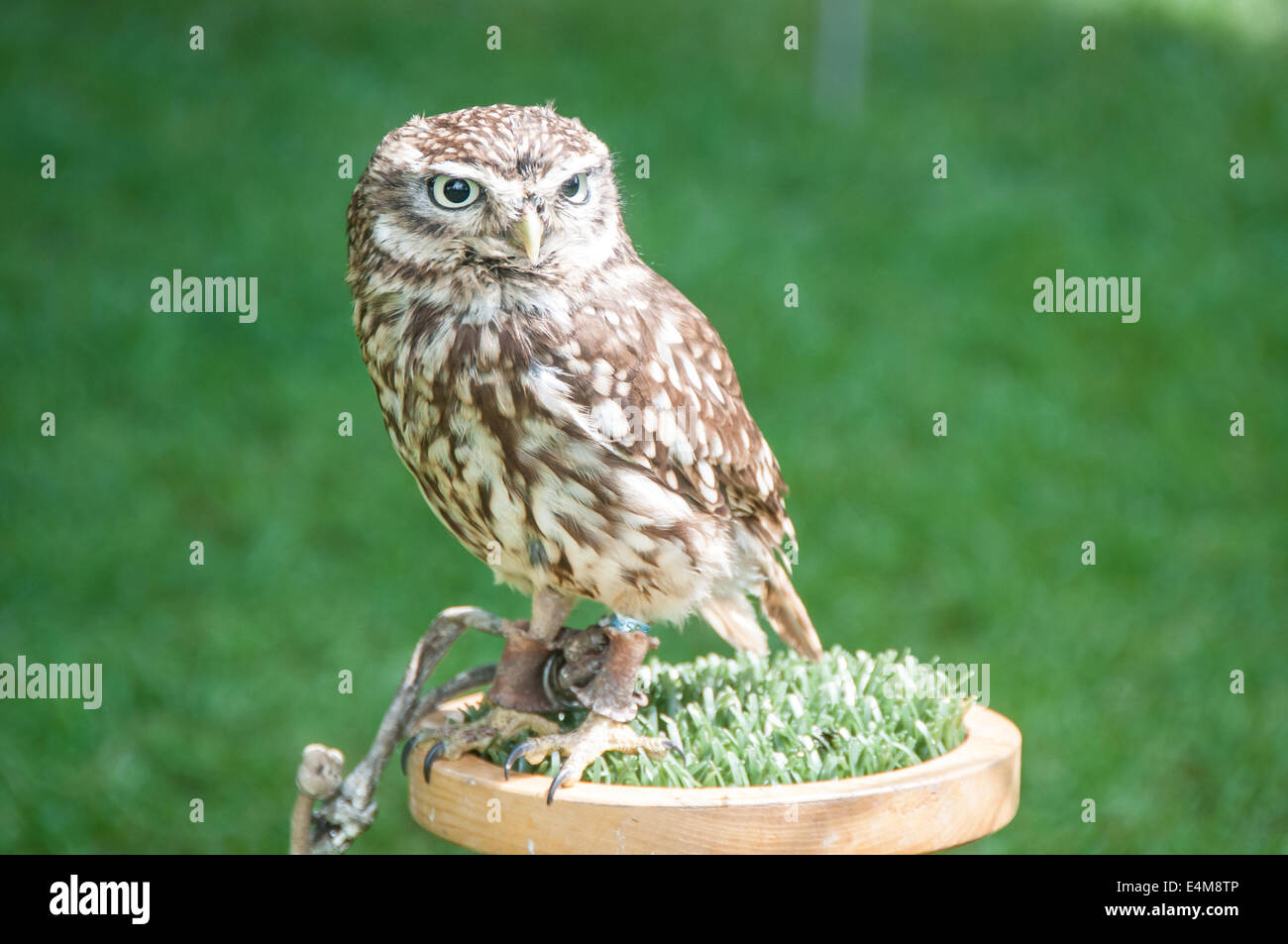 Little captive owl Stock Photo