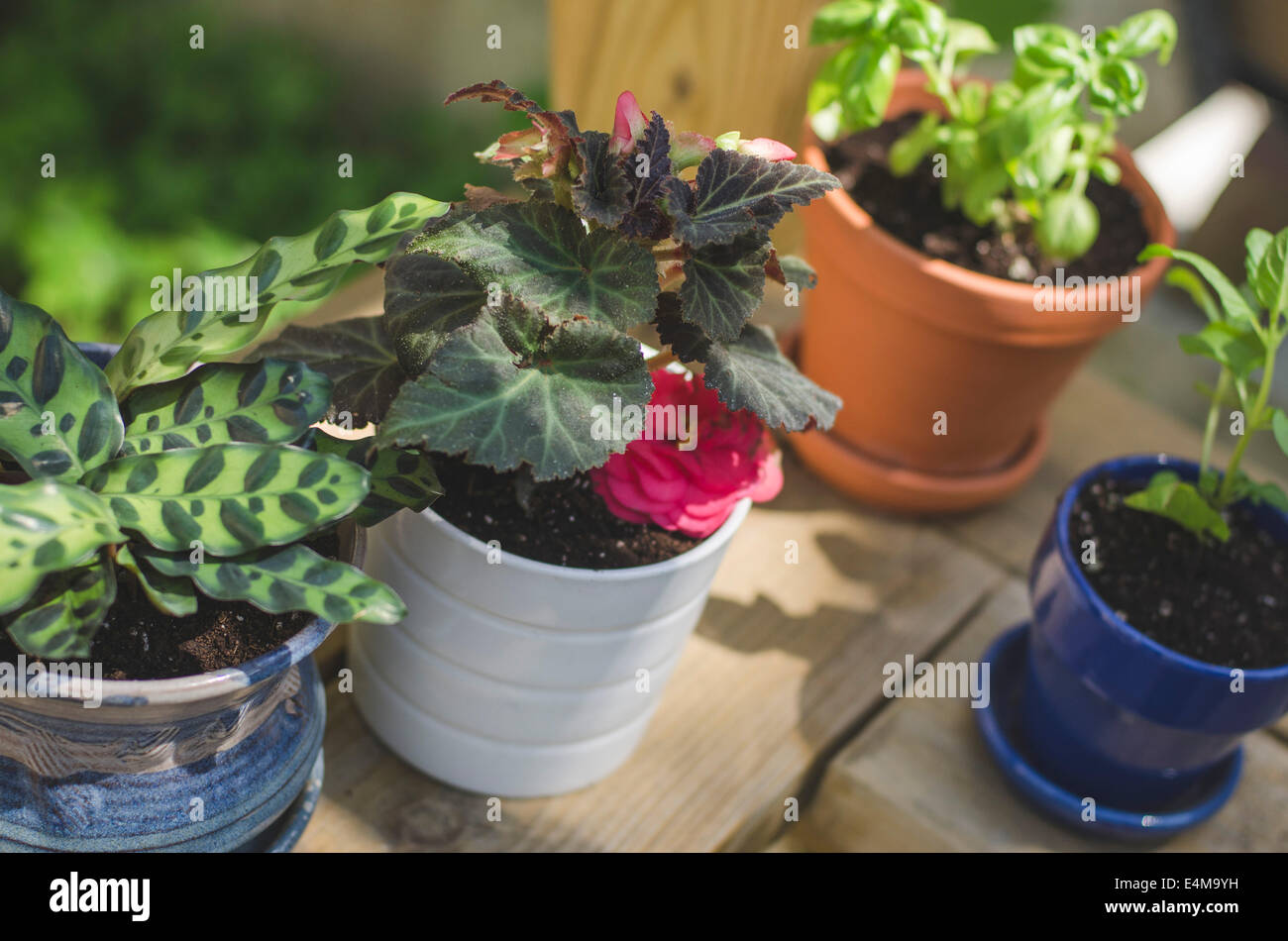 Four Small Potted Plants on Wood Bench Outdoors Stock Photo