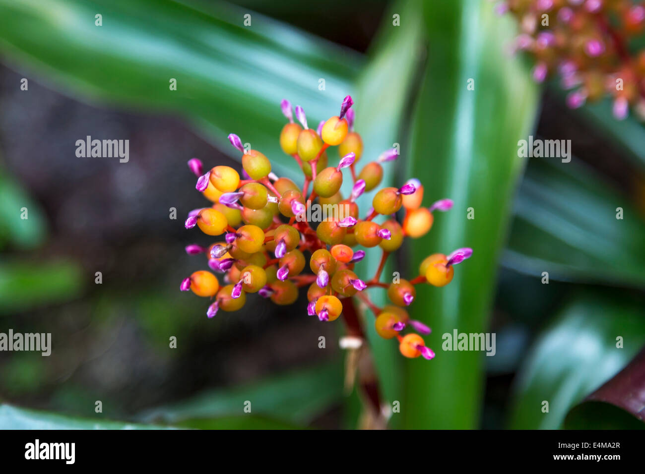 CHINA HONG KONG exotic Central Park flowers Stock Photo Alamy