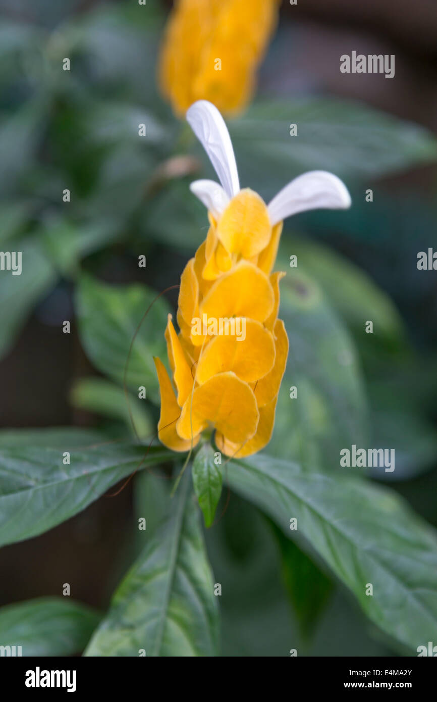 CHINA HONG KONG exotic Central Park flowers Stock Photo Alamy