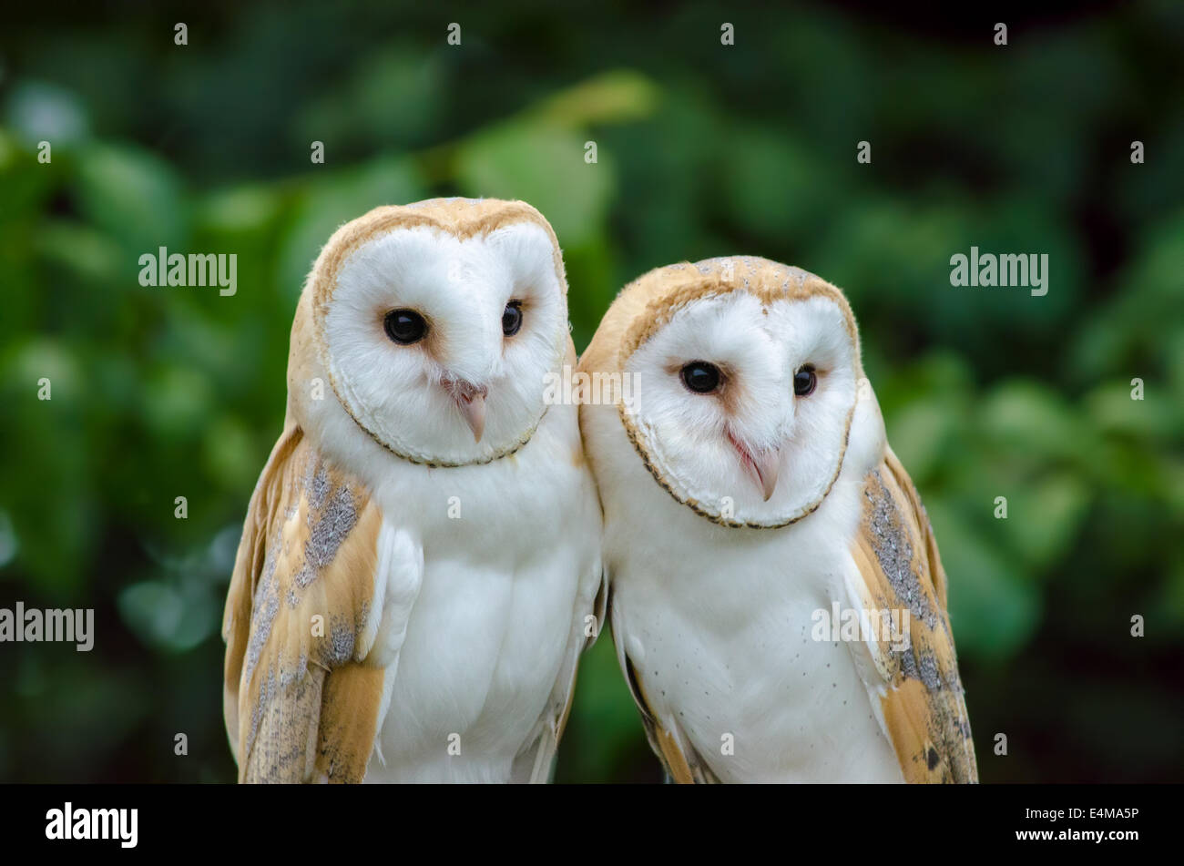 Green owls hi-res stock photography and images - Alamy