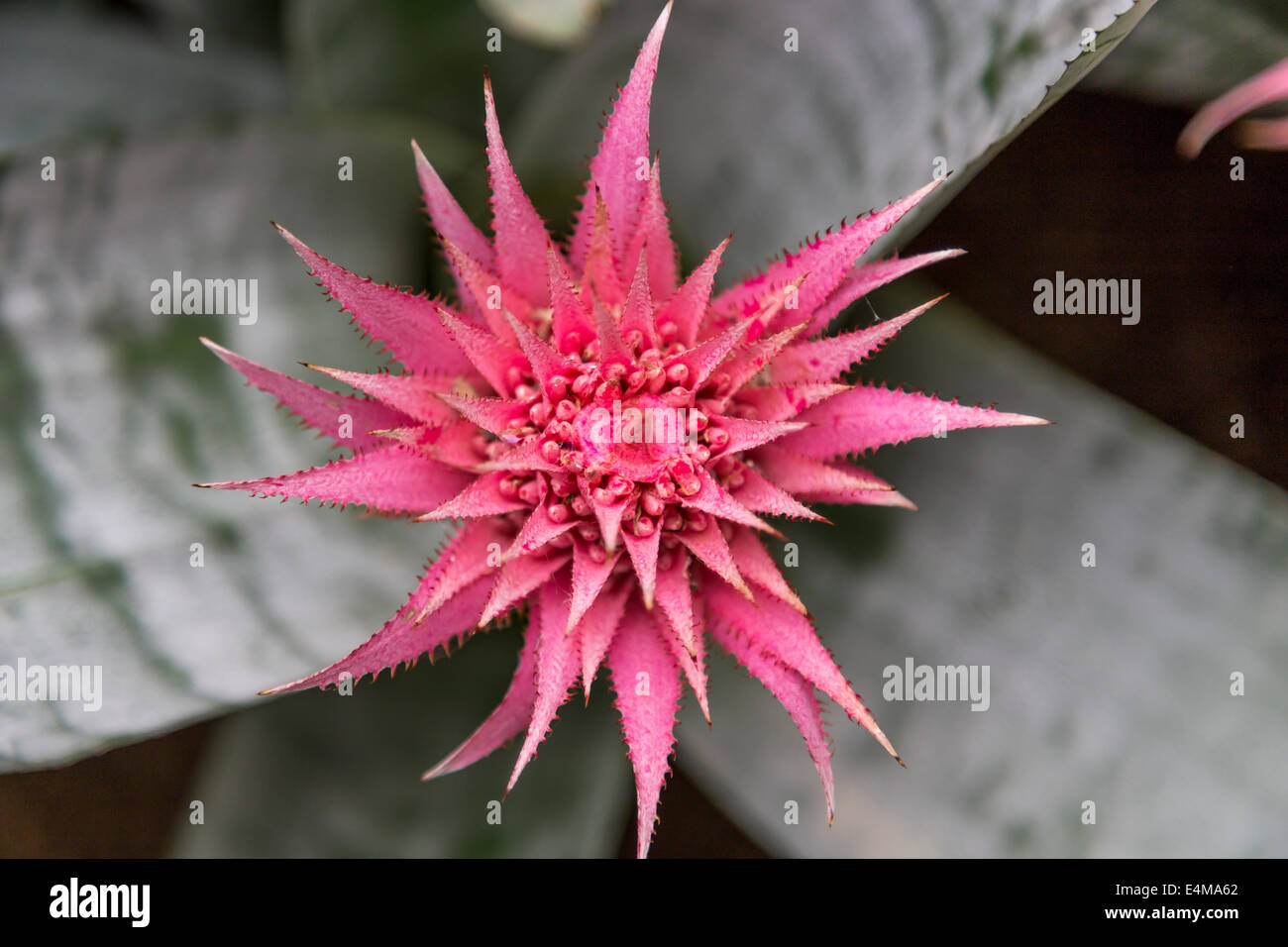 CHINA HONG KONG Park Park CENTRAL exotic flowers Stock Photo Alamy