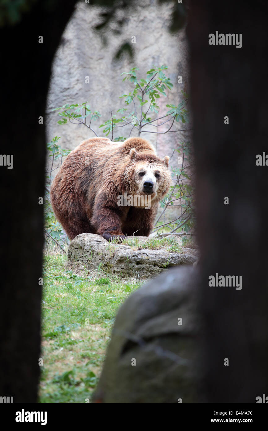 View of a brown bear, Ursus arctos, seen from inside a cave. The animal is looking at the camera Stock Photo