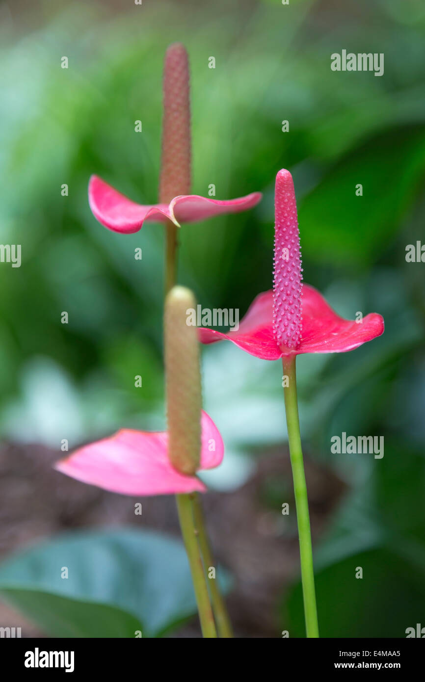 CHINA HONG KONG Park Park CENTRAL exotic flowers Stock Photo Alamy