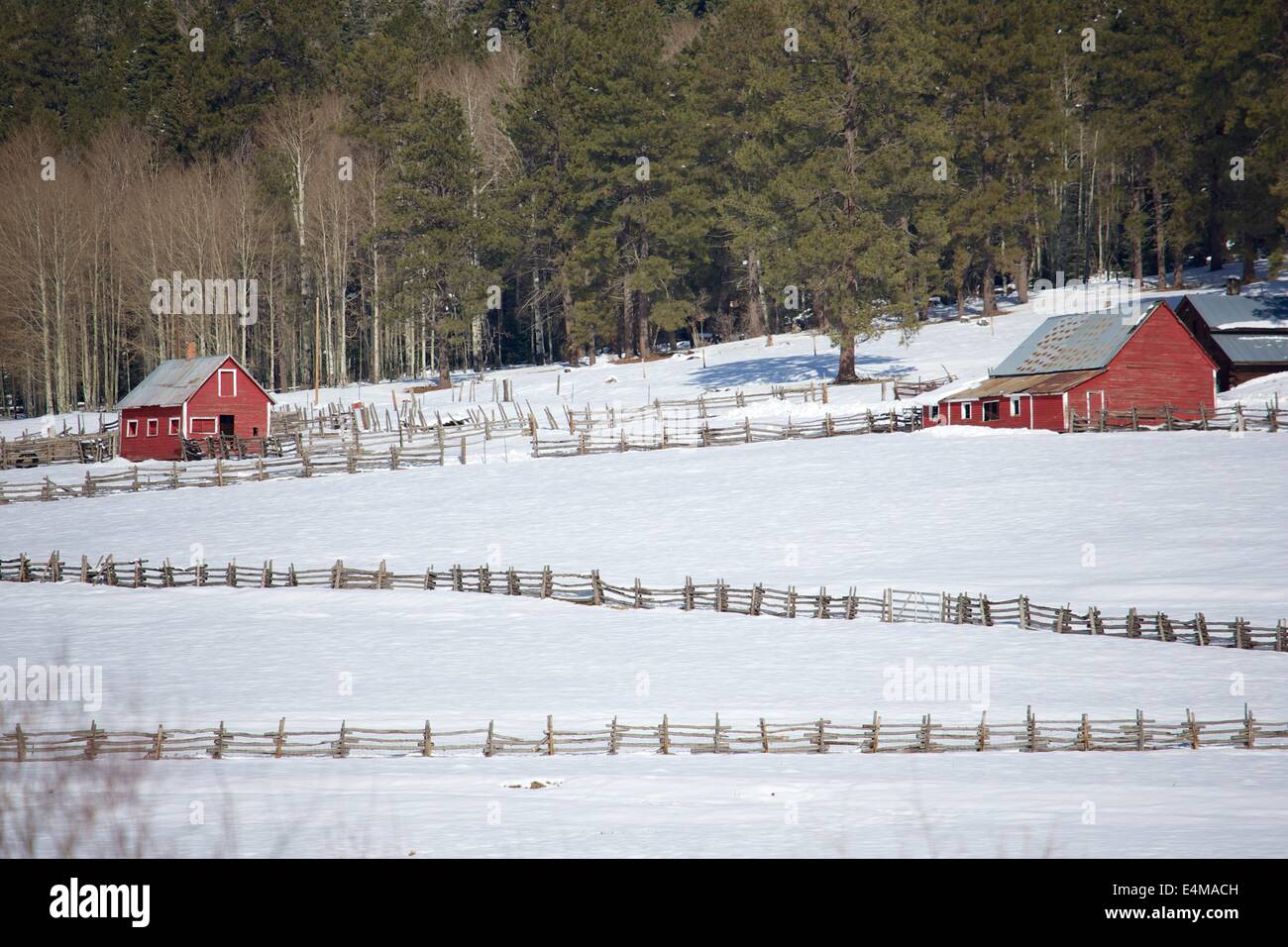 Beautiful winter scene of snow and red barns on a farm in the Rocky Mountains in Colorado. Stock Photo