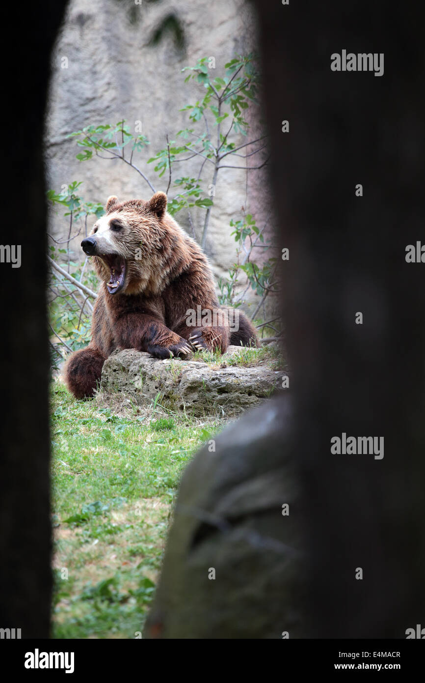 View of a brown bear, Ursus arctos, seen from inside a cave. The animal is yawning displaying its teeth with the opened mouth Stock Photo