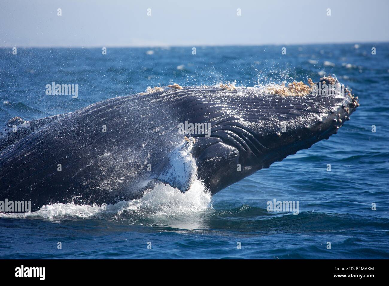 A humpback whale breaches in Monterey Bay, off Moss Landing Harbor, near Monterey, California Stock Photo
