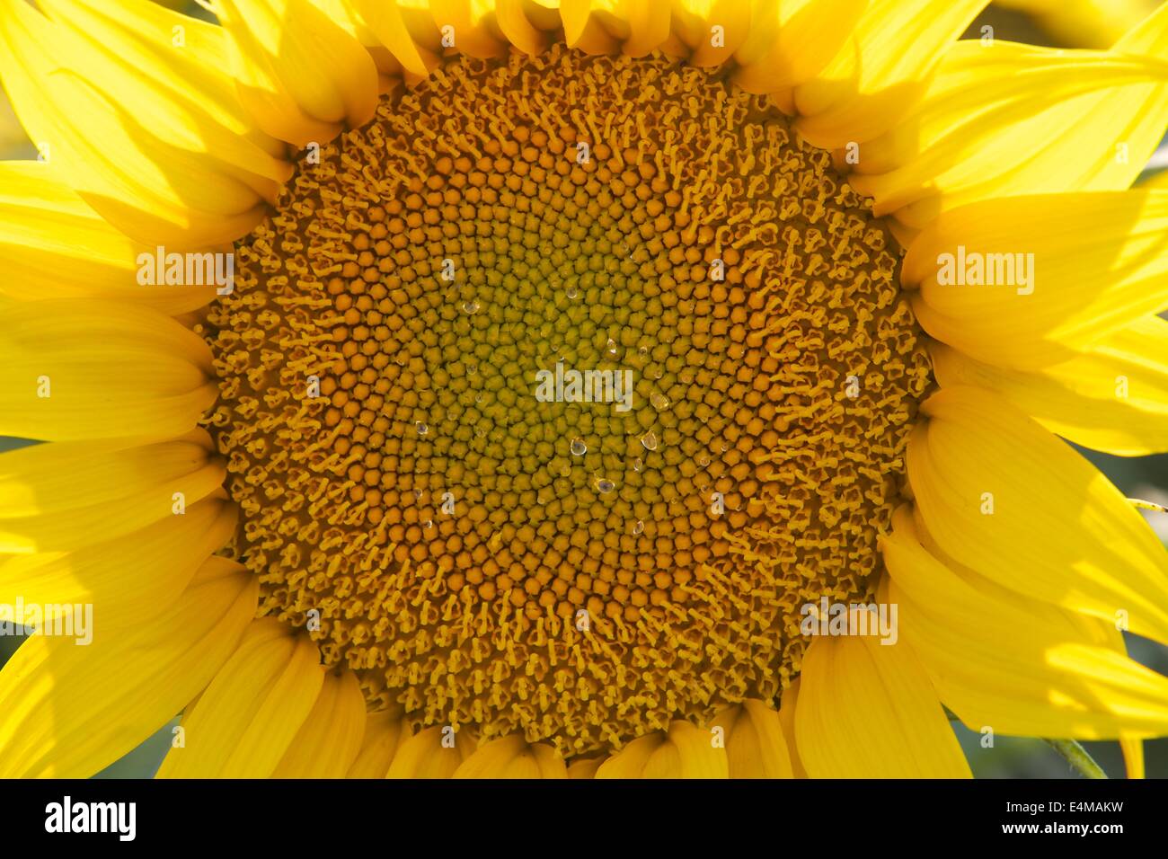 Davis california yolo county hires stock photography and images Alamy
