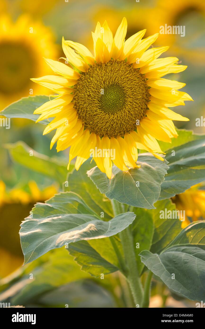 Sunflower fields in bloom near Woodland in Yolo County, California