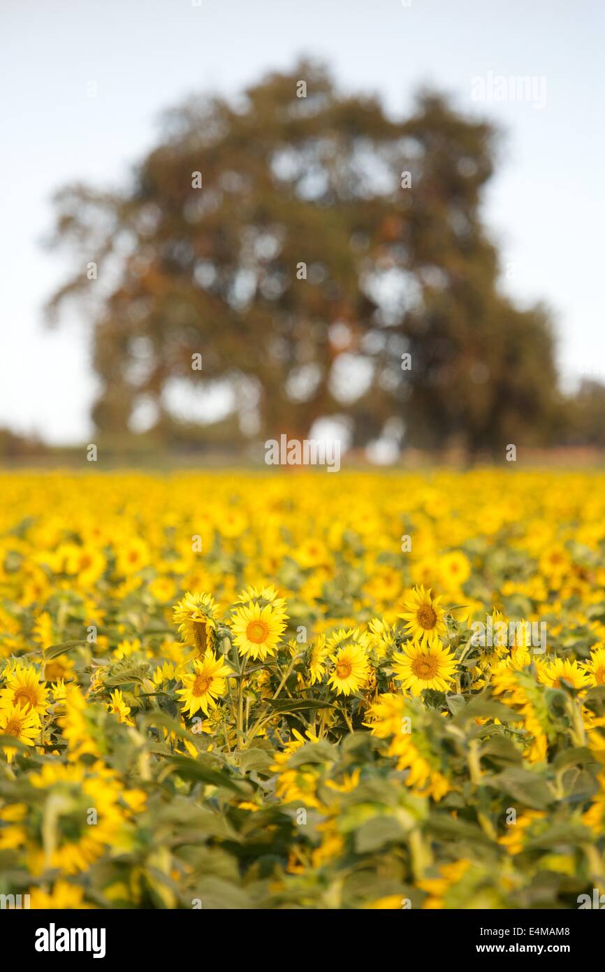 Sunflower fields in bloom near Woodland in Yolo County, California
