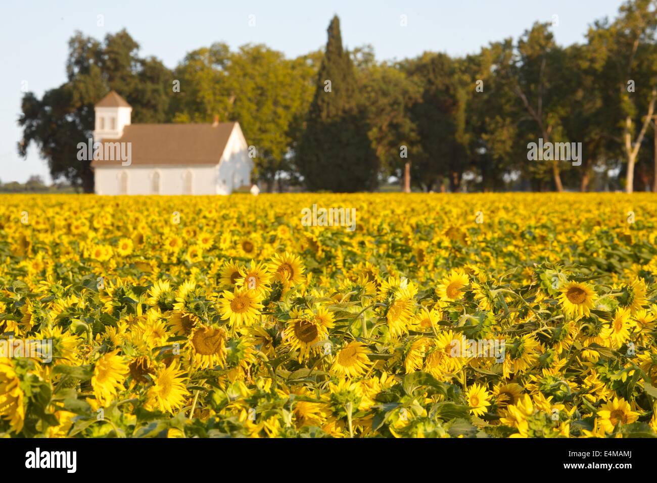 Woodland california yolo hi-res stock photography and images - Alamy