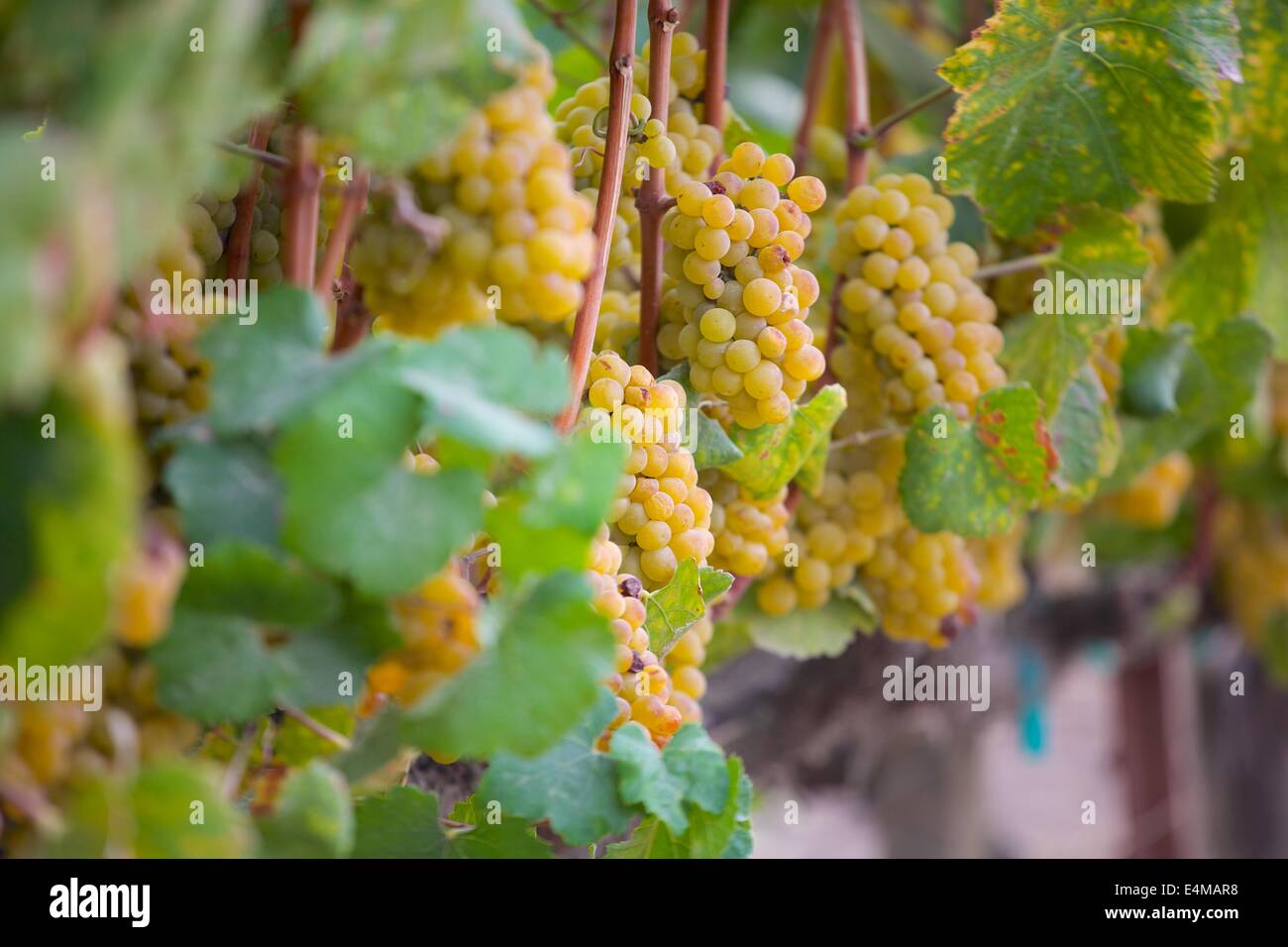 Ripe green chardonnay grapes on the vine in Sonoma, Napa California Stock Photo