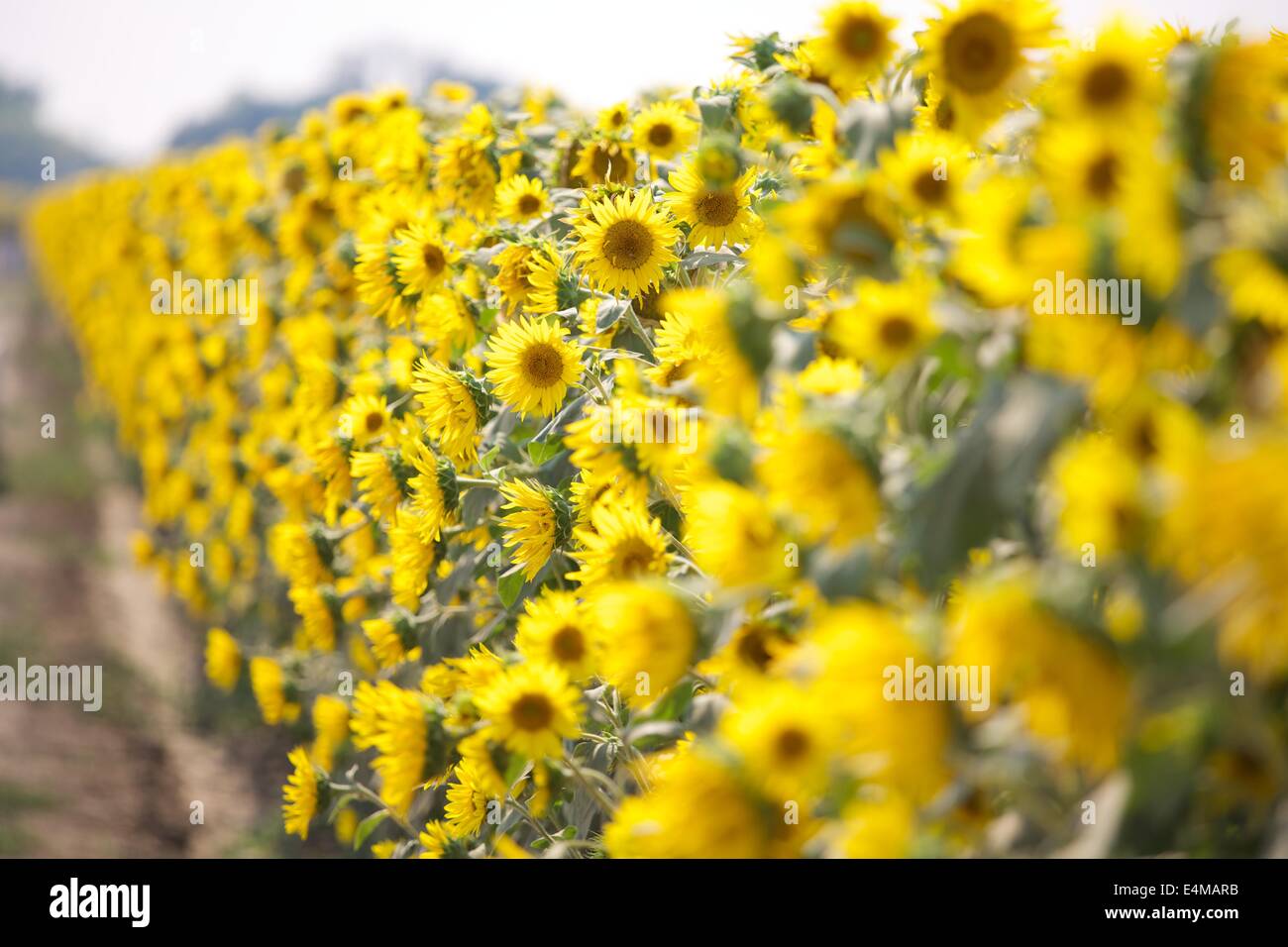 Sunflower fields in bloom near Woodland in Yolo County, California