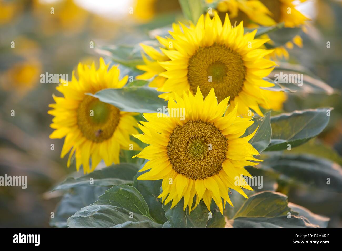 Sunflower fields in bloom near Woodland in Yolo County, California