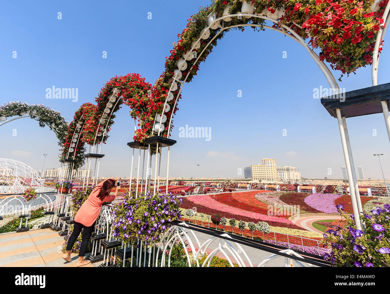 Woman visitor photographs valley covered in flowers at Dubai's Miracle Garden, largest natural flower garden in the world Stock Photo