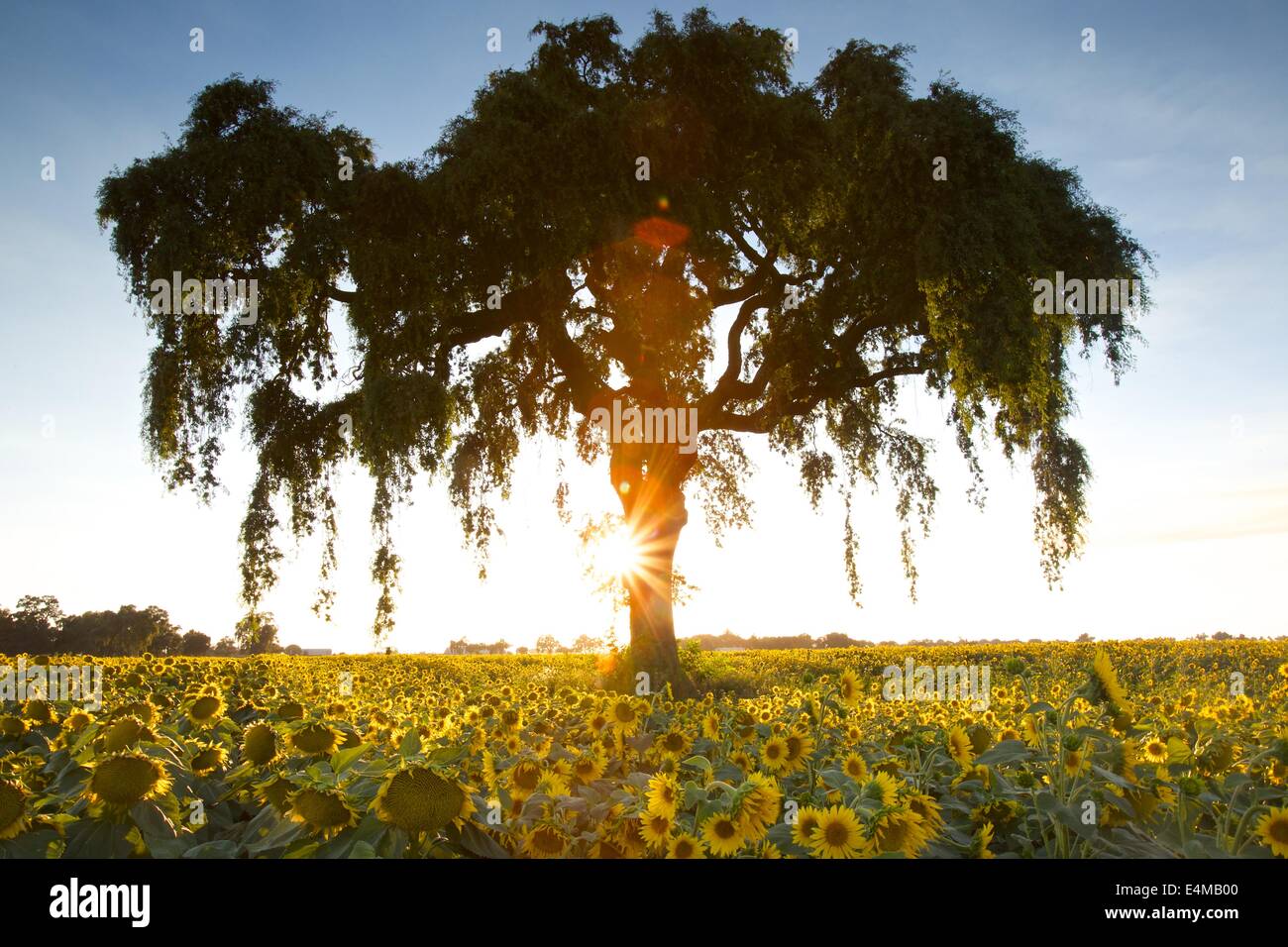 Sunflower fields in bloom near Woodland in Yolo County, California