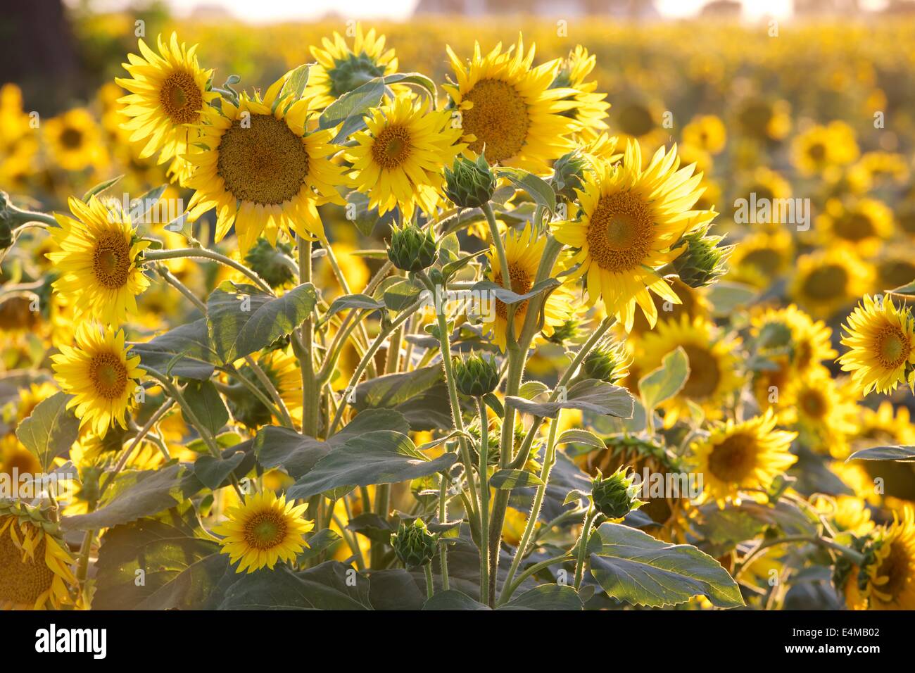 Sunflower fields in bloom near Woodland in Yolo County, California