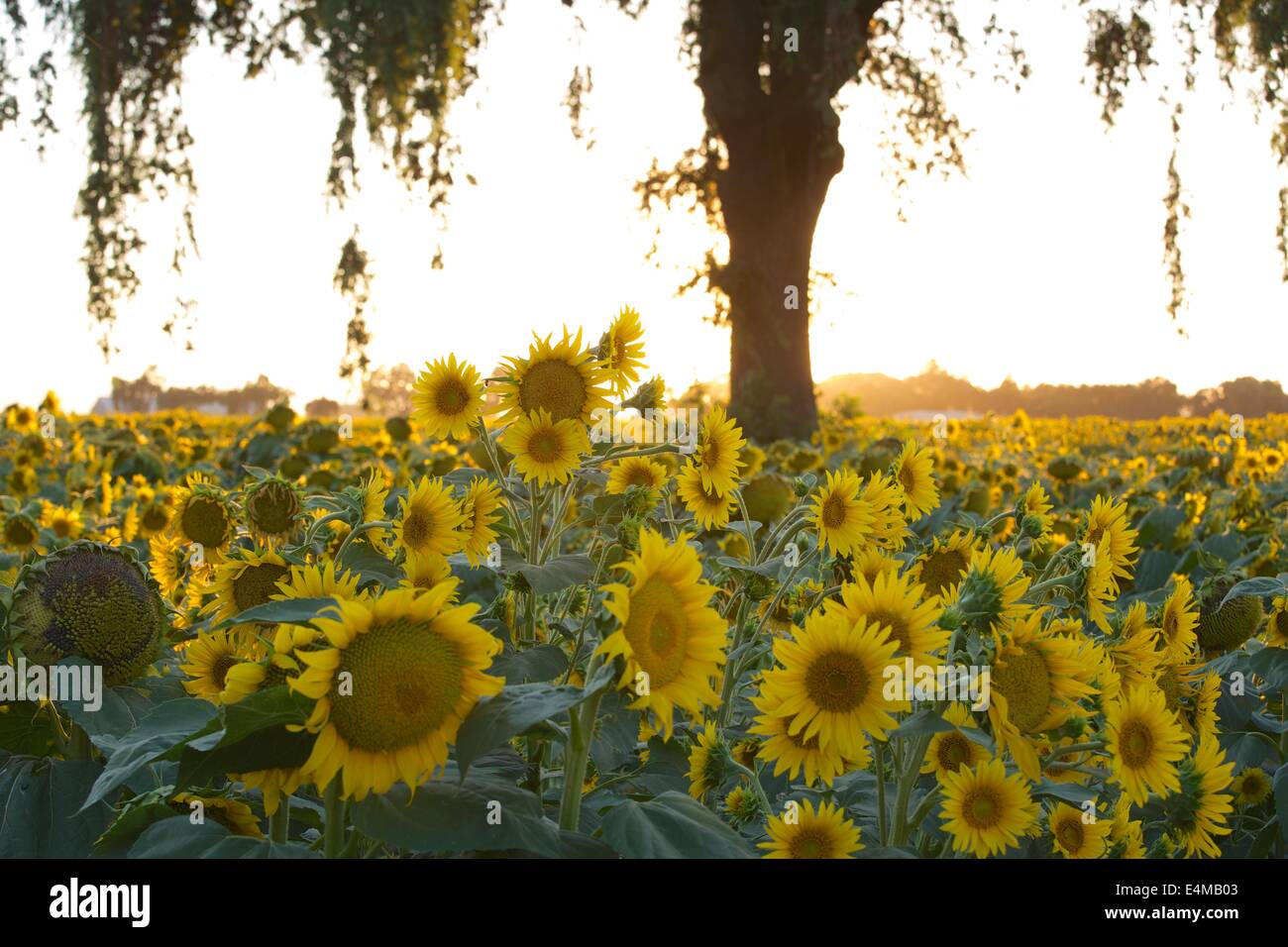 Sunflower fields in bloom near Woodland in Yolo County, California