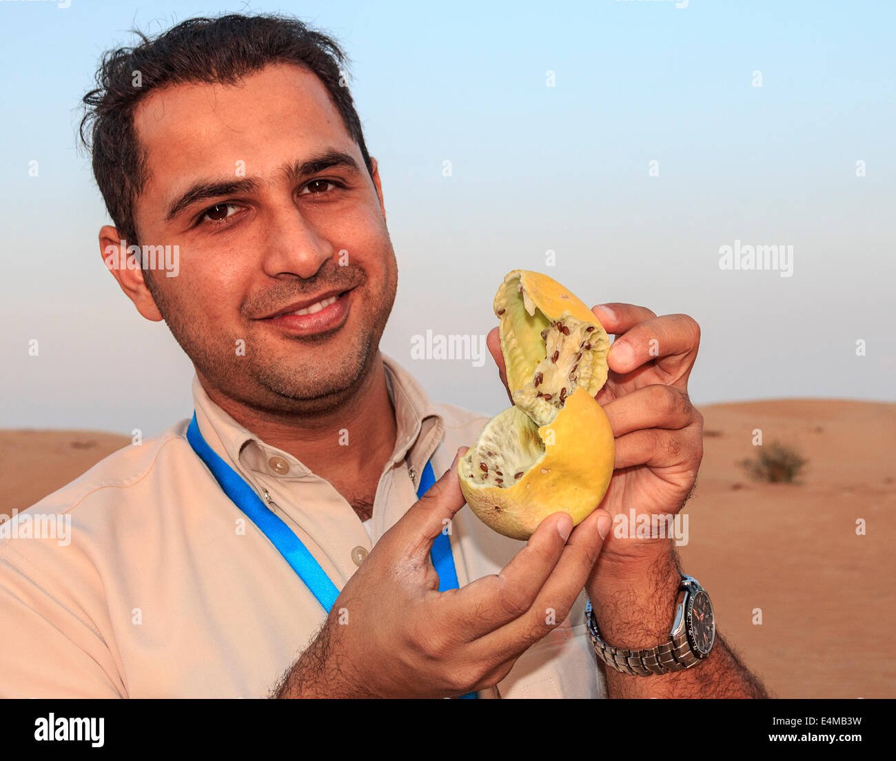 Desert gourd (Citrullus colocynthis, also called desert scotch, a desert scrub fruit used as medicine by Bedouins in traditional Stock Photo
