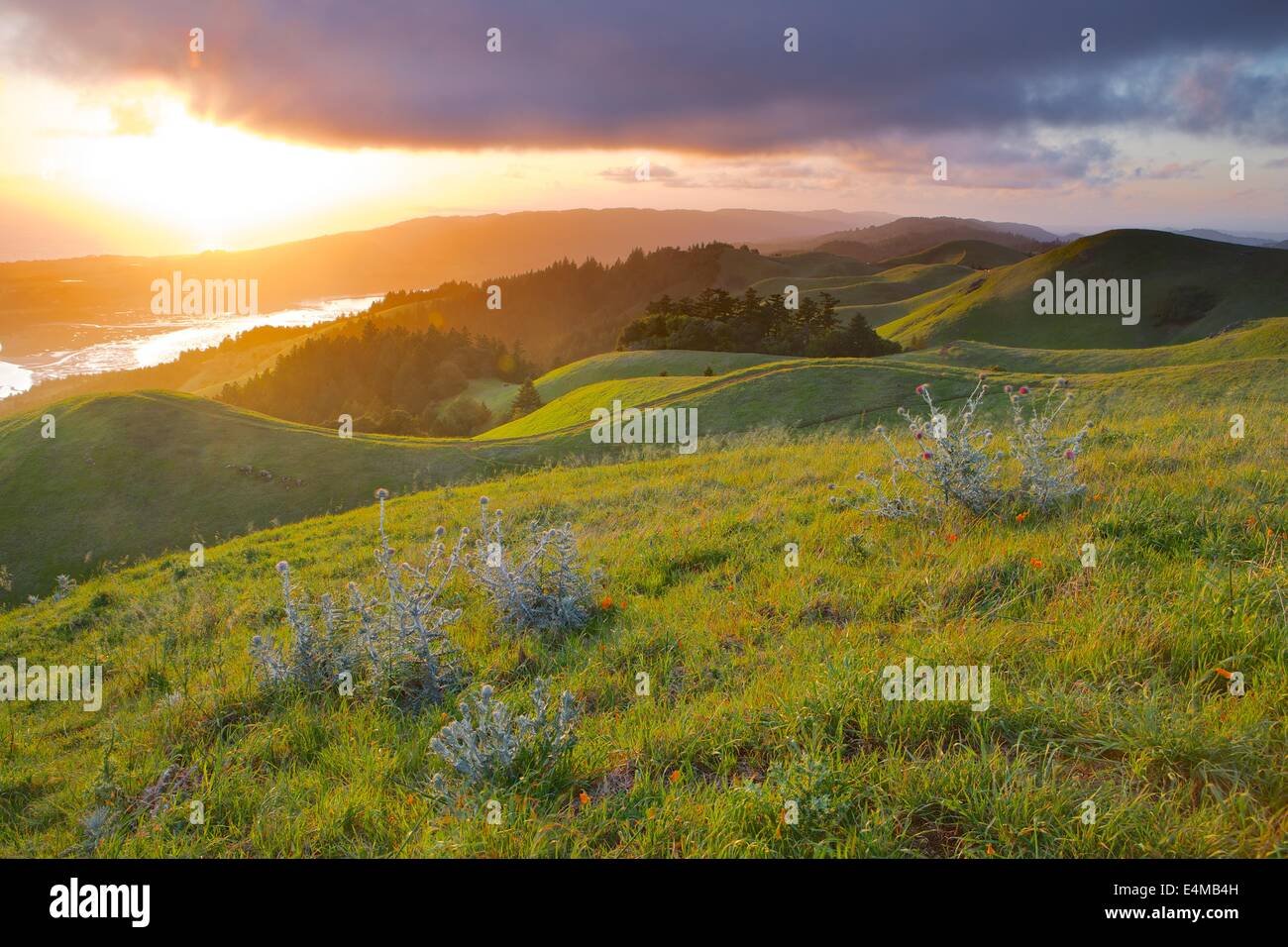 Sunset on Bolinas Ridge, Mt. Tamalpais State Park, Marin County, California, in spring. Stock Photo