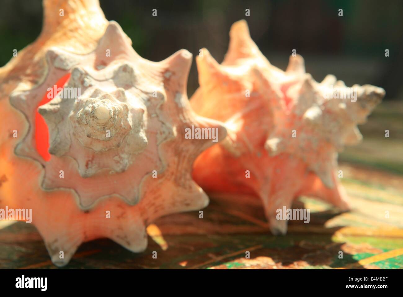 Beach scene of conch shells in Ambergris Caye, Belize, in the Caribbean Sea Stock Photo