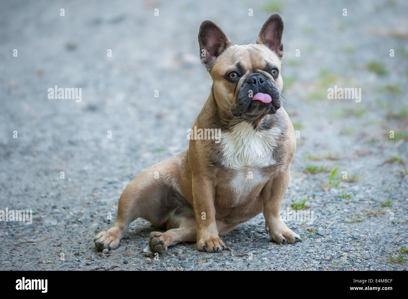 Comical French Bulldog sitting Stock Photo