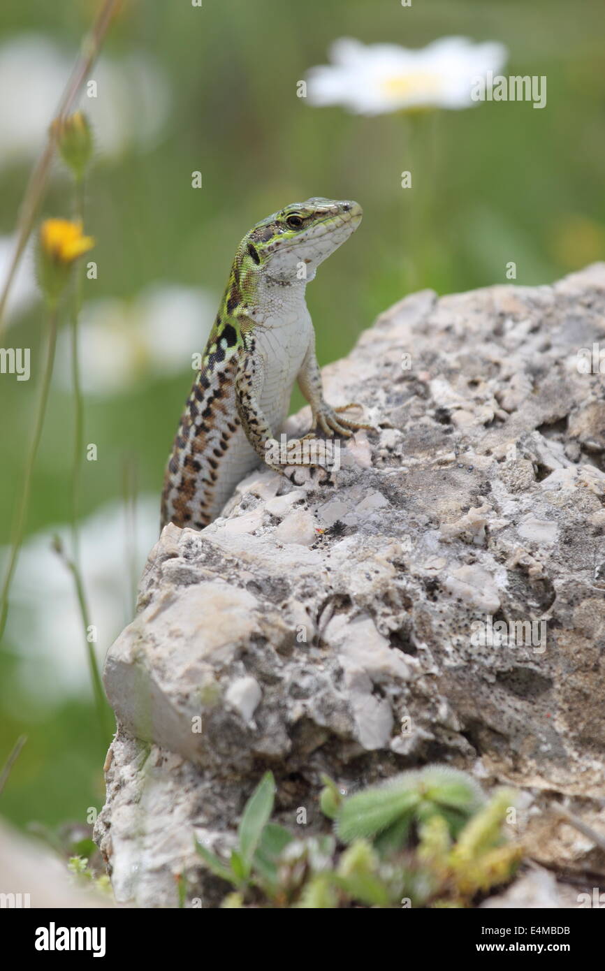 Italian wall lizard, Podarcis sicula, also known as ruin lizard or Istanbul lizard, basking on a rock Stock Photo