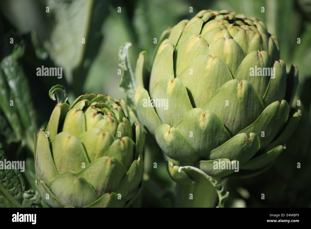 Artichokes growing in Castroville, California Stock Photo Alamy