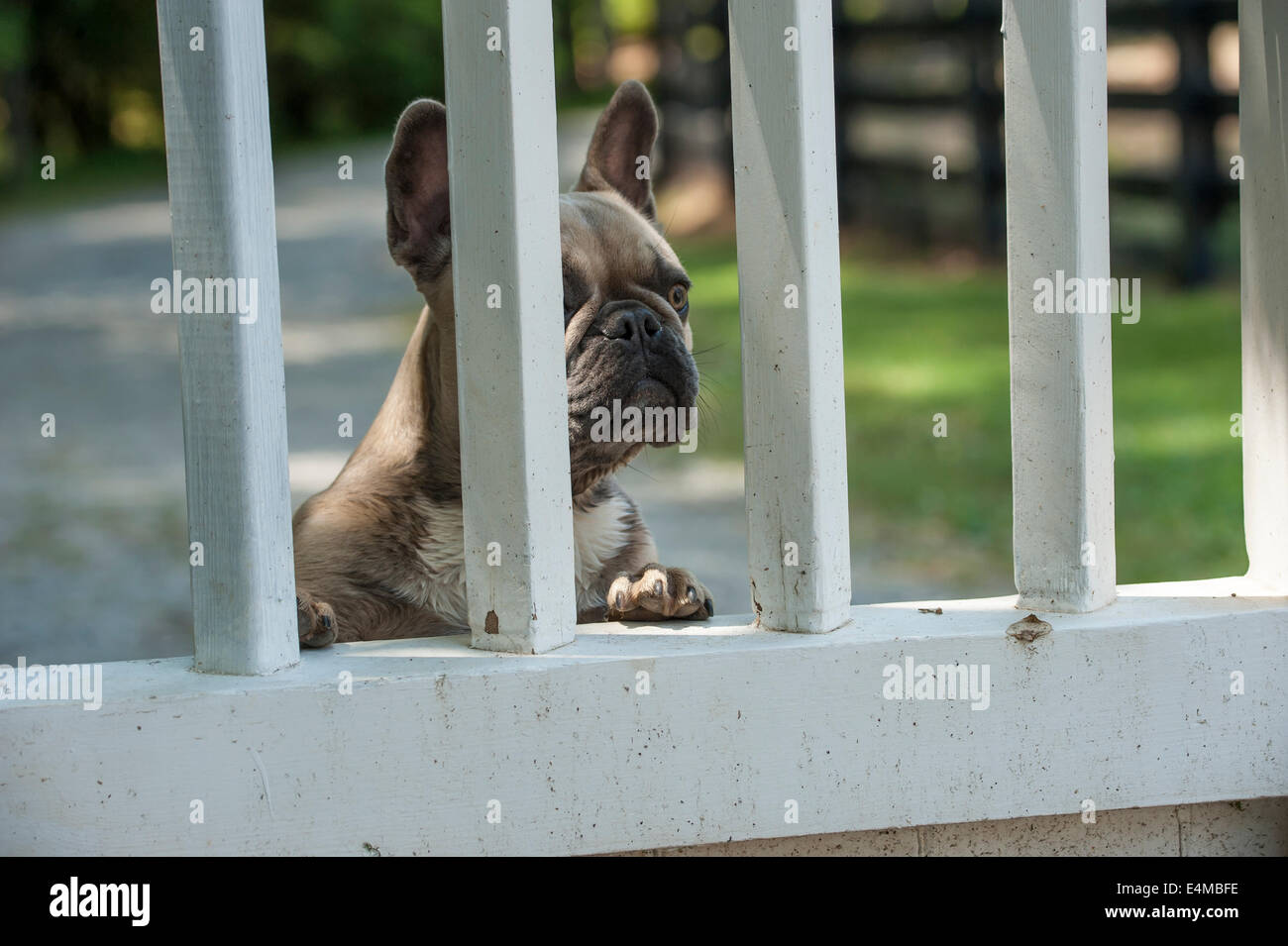French Bulldog standing and peering through gate bars Stock Photo