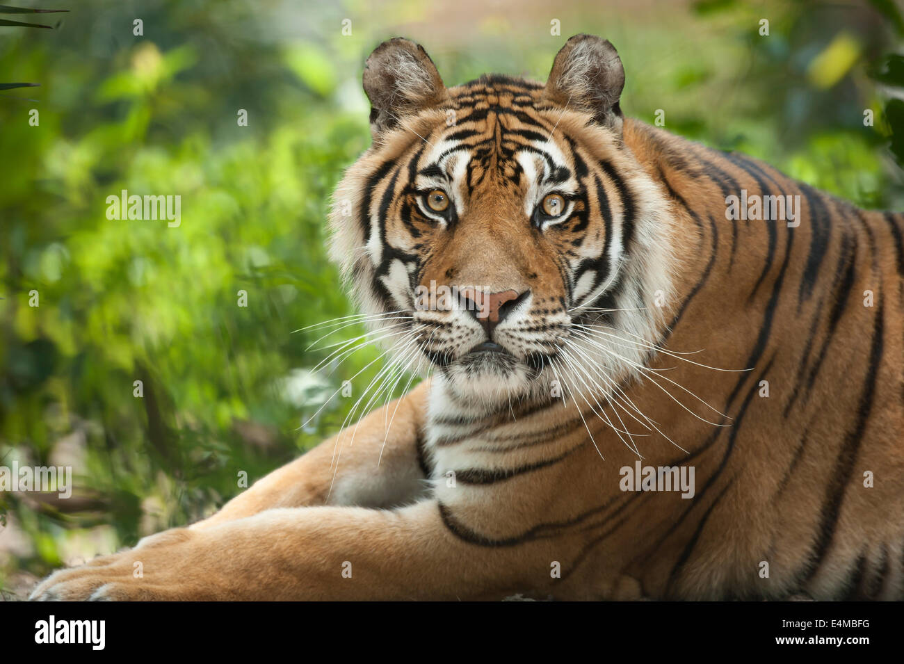 Captive Bengal Tiger Stock Photo