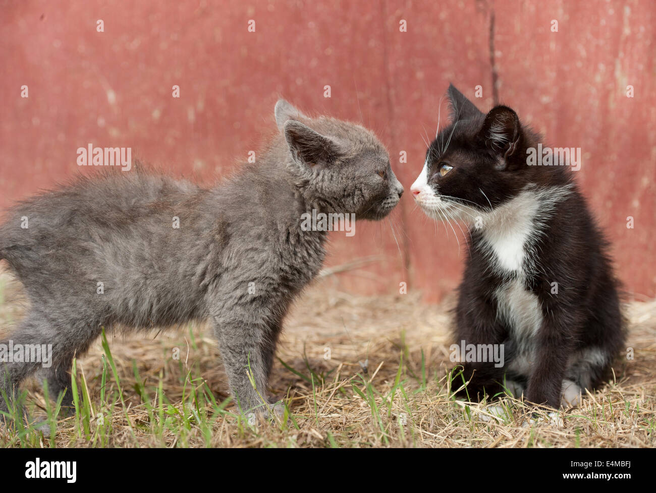 Pair of barn kittens Stock Photo