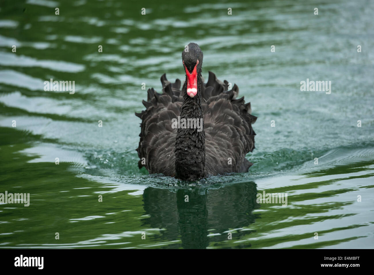 Black swan swimming toward us Stock Photo