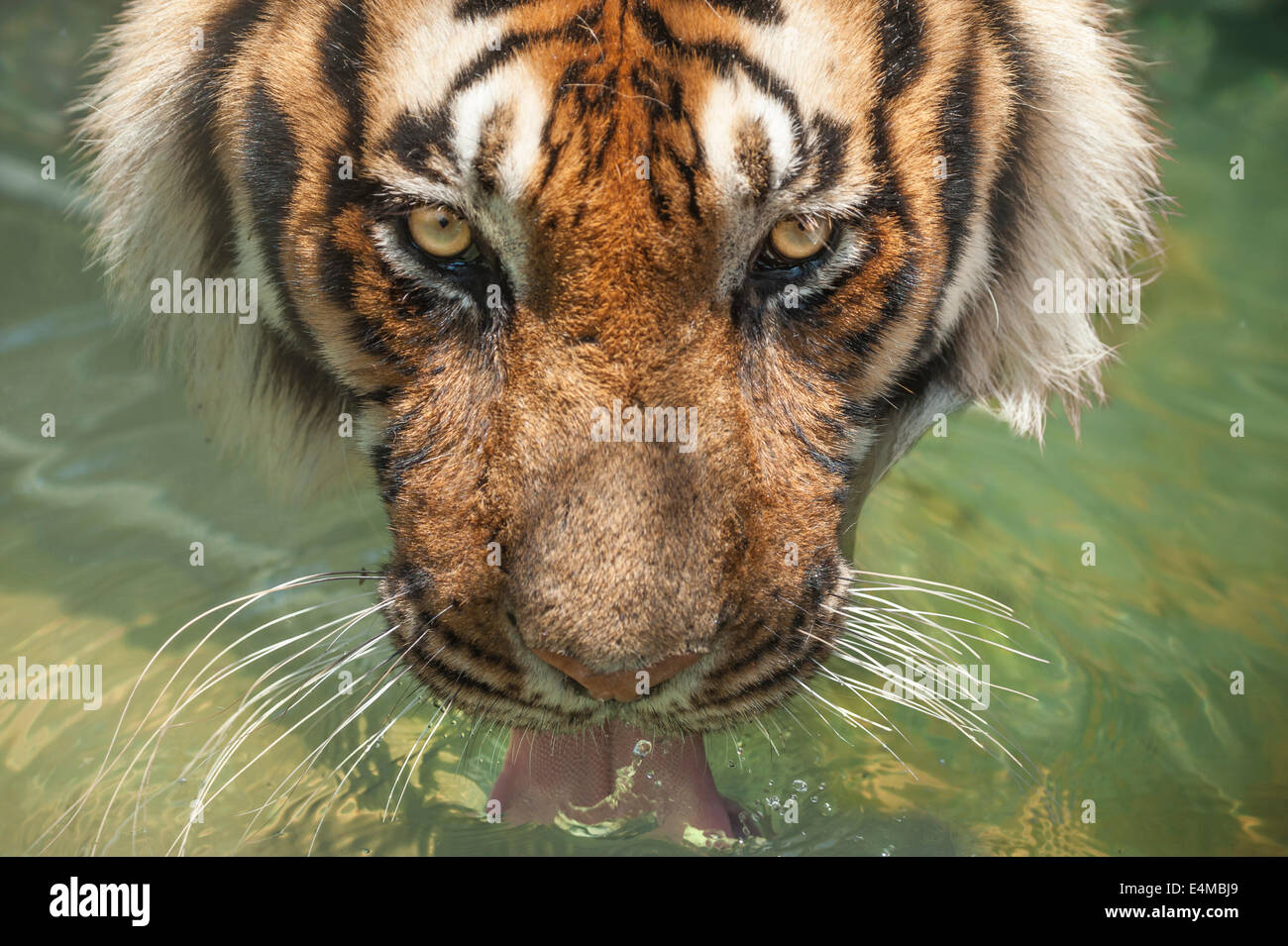 Captive Bengal Tiger drinking water from pool Stock Photo
